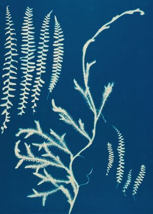 Ferns of Huntington, Long Island Pl.19
