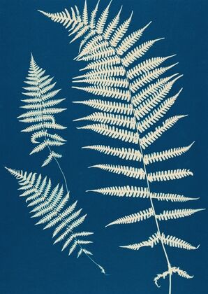 Ferns of Huntington, Long Island Pl.20