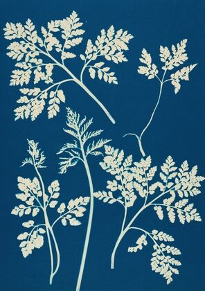 Ferns of Huntington, Long Island Pl.25