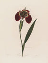 Ferraria Tigrida (1799–1810)