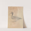 Ferruginous Duck by James Sowerby