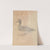 Ferruginous Duck by James Sowerby