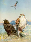 Ferruginous rough-legged hawk