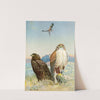 Ferruginous rough-legged hawk (1929-1932) by Allan Brooks
