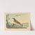 Ferruginous thrush by Charles Wilkins Webber