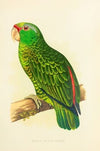 Festive Amazon Parrot (1884-1887)