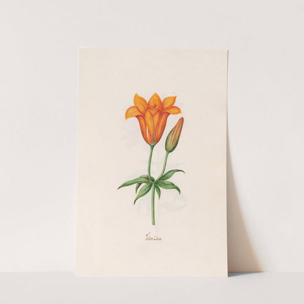 Feüer Lilia. [Lily] (1692) by Magdelena Rosina Funck