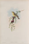 Ficedula hypolais. Melodious Warbler. (1862-1873)