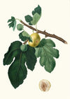 Fico Albo. [Ficus carica ; Fig]