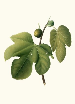 Fico Briansolo. [Ficus carica sativa ; Briansole figs]