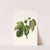 Fico Briansolo. [Ficus carica sativa ; Briansole figs] by Giorgio Gallesio