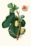 Fico Brogiotto. [Fig with white peel ; Ficus carica sativa]