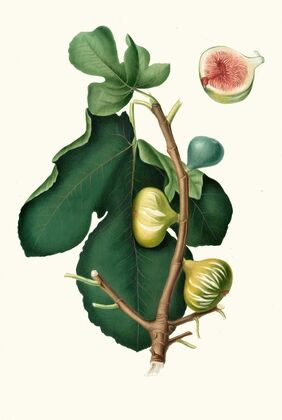 Fico Brogiotto. [Fig with white peel ; Ficus carica sativa]
