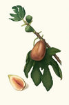 Fico datto. [Ficus carica sativa ; Fig]