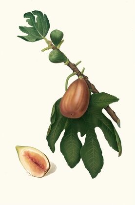 Fico datto. [Ficus carica sativa ; Fig]