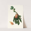 Fico datto. [Ficus carica sativa ; Fig] by Giorgio Gallesio