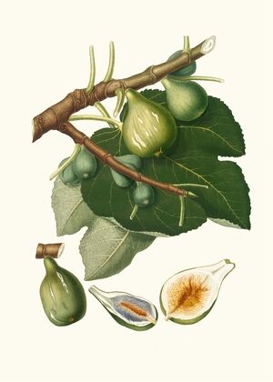 Fico Dottato. [Fig ; Ficus Carica sativa]