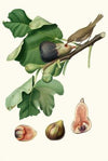 Fico Fetifero, o Fico dell’Osso. [Ficus carica sativa ; Fig]