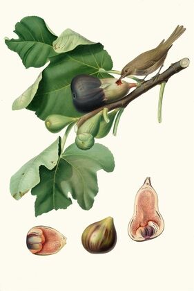 Fico Fetifero, o Fico dell’Osso. [Ficus carica sativa ; Fig]