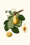 Fico gentile. [Ficus carica sativa ; Common Fig]