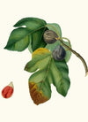 Fico melograno, o S. Germano. [Ficus carica sativa ; Fig]
