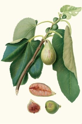Fico Monaco. [Fico della Lunigiana ; Fig Monaco]