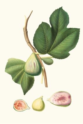 Fico paradiseo. [Ficus carica bifera ; Fig]