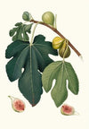 Fico Pissaluto. [Ficus carica sativa ; Figs]