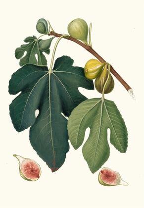 Fico Pissaluto. [Ficus carica sativa ; Figs]