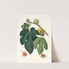 Fico Pissaluto. [Ficus carica sativa ; Figs] by Giorgio Gallesio