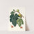 Fico Pissaluto. [Ficus carica sativa ; Figs] by Giorgio Gallesio