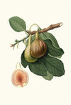 Fico Portoghese. [Figs from Portugal]