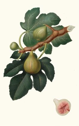 Fico Regina. [Ficus carica sativa ; Fig]