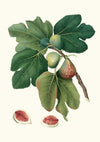 Fico rubado. [Ficus carica sativa ; Common fig]