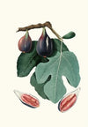 Fico S. Piero. [Fico San-piero ; Figus Carica ; Fig]