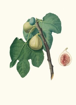 Fico Trojano. [Fico Troiano ; Fig]