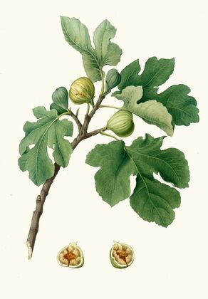 Fico verdeccio. [Ficus carica ; Fig]