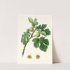 Fico verdeccio. [Ficus carica ; Fig] by Giorgio Gallesio