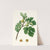 Fico verdeccio. [Ficus carica ; Fig] by Giorgio Gallesio