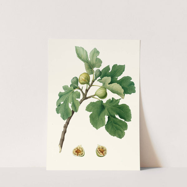 Fico verdeccio. [Ficus carica ; Fig] by Giorgio Gallesio