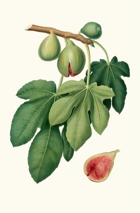 Fico verdone. [Ficus carica ; Fig]