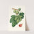Fico verdone. [Ficus carica ; Fig] by Giorgio Gallesio