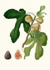 Fico vezzoso. [Ficus carica sativa ; Fico dattero – Vol. 3]