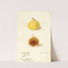 Ficus: Calimyrna fig by Elsie E. Lower
