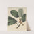 Ficus coriacea by William Jackson Hooker