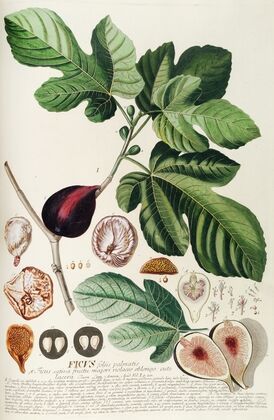 Ficus II