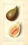Ficus: Silver