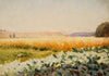 Field of cabbage
