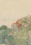 Field of Poppies, Isles of Shoals
