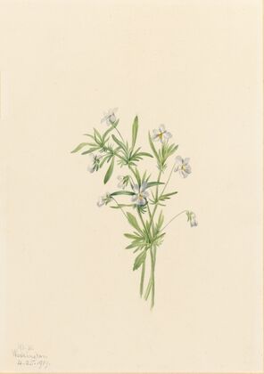 Pentstemon (Pentstemon barbatus) (1934)